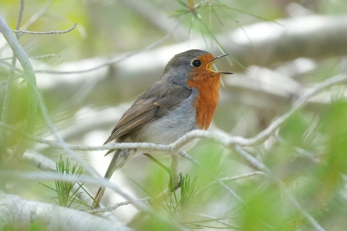 European Robin