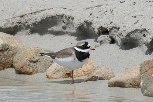 Common Ringed Plover