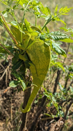 Flap-necked Chameleon
