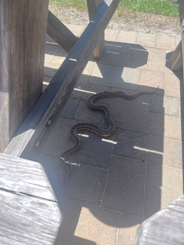 iNaturalist observation photo of Pacific Gopher Snake