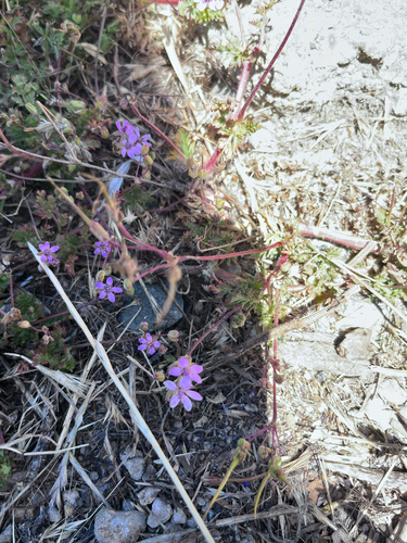 iNaturalist observation photo of Redstem Stork's-bill