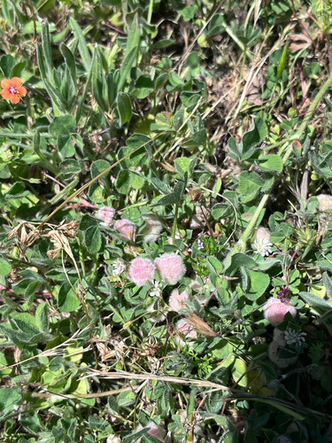 iNaturalist observation photo of woolly clover