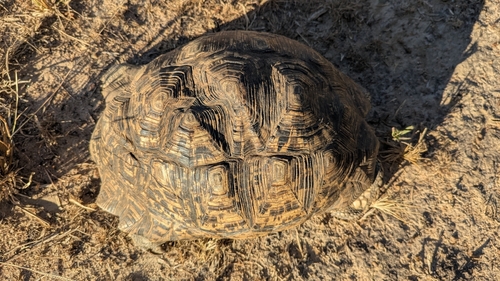 Leopard Tortoise