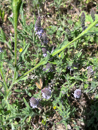 iNaturalist observation photo of western vervain
