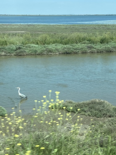 Grey Heron
