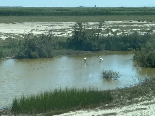 Eurasian Spoonbill
