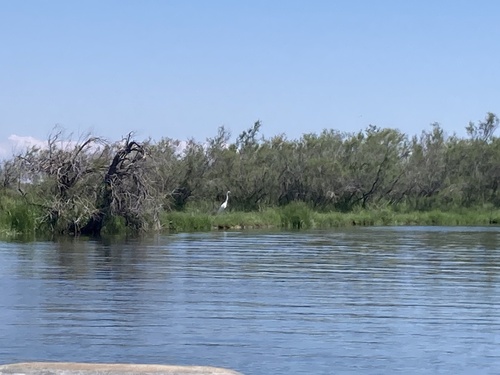 Great Herons and Egrets