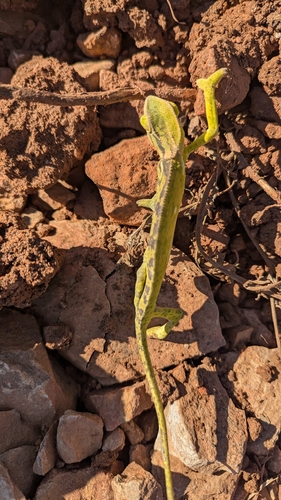 Flap-necked Chameleon