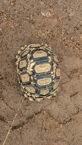 Leopard Tortoise
