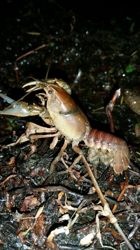 Burrowing Crayfish Rise