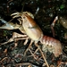 Osage Burrowing Crayfish - Photo (c) socialoutdoorsman, all rights reserved, uploaded by socialoutdoorsman