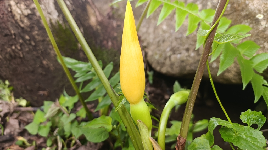 Colocasia lihengiae (Colocasia lihengiae)