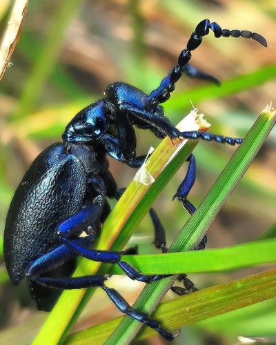 Violet Oil Beetle