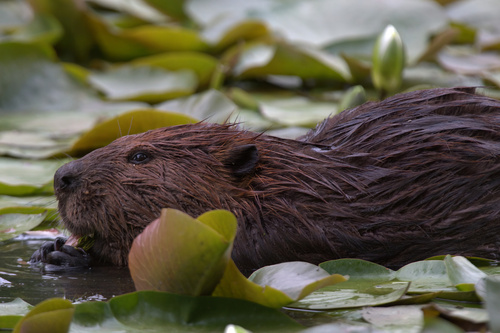 animal observation 2