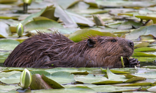 animal observation 3