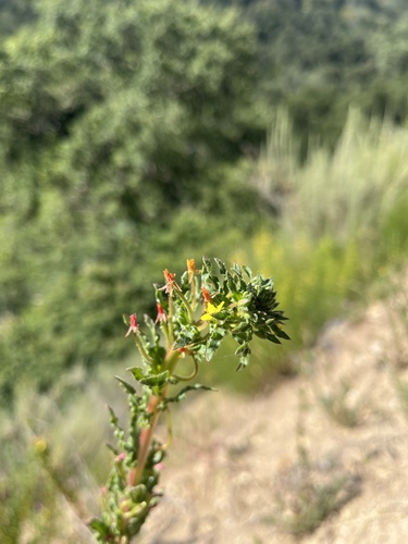 iNaturalist observation photo of hairy suncup