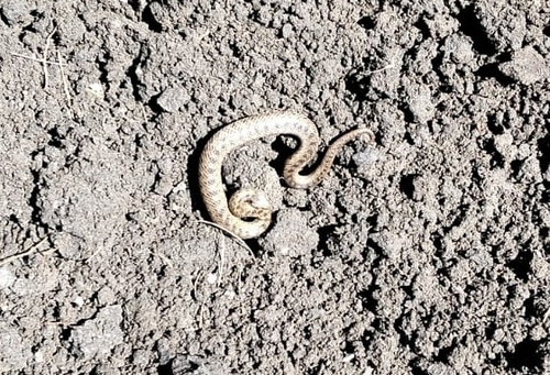 Largenose Earth Snake