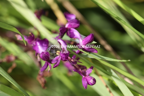 Loose-flowered Orchid