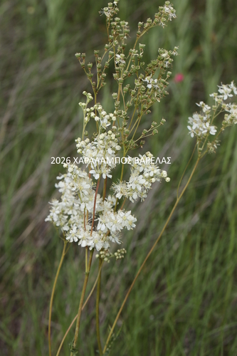 Dropwort