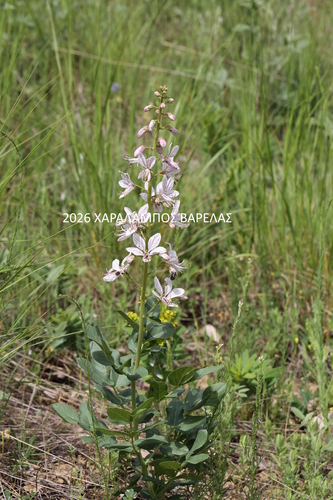 white dittany