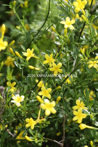 Wild Jasmine
