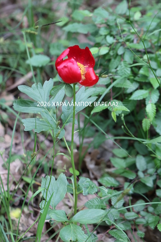 Balkan Peony