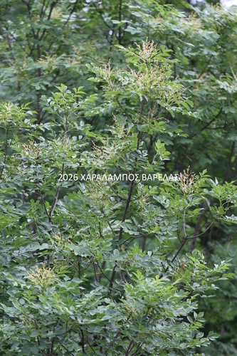 Manna ash
