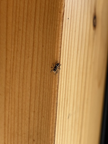 Zebra Jumping Spider