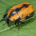 Cowboy Beetle - Photo (c) anonymous, some rights reserved (GFDL)