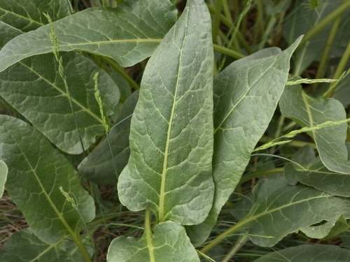 Beta lomatogona