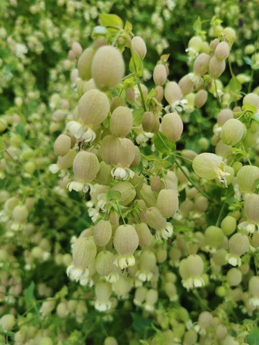 bladder campion