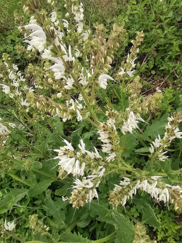 Silver Sage