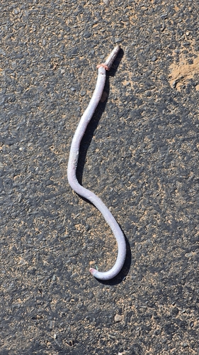 Mertens' Worm Lizard