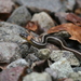 Boie's Many-tooth Snake - Photo (c) Robert Ulph, all rights reserved, uploaded by Robert Ulph
