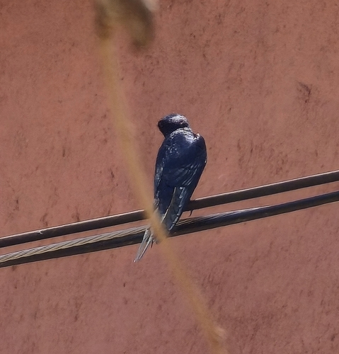 Gray-breasted Martin (Progne chalybea)