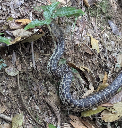 Chilabothrus striatus striatus