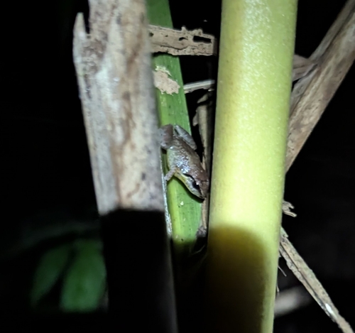 Abbott's Robber Frog