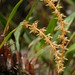 Dendrochilum grandiflorum - Photo (c) Chien Lee, all rights reserved, uploaded by Chien Lee