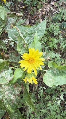 iNaturalist observation photo of canyon sunflower