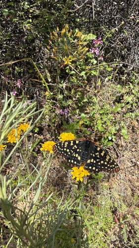 iNaturalist observation photo of Euphydryas