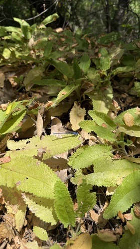 iNaturalist observation photo of Vivid Dancer