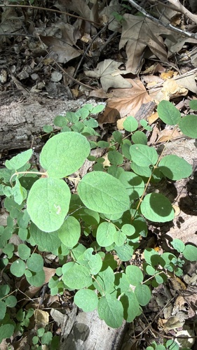 iNaturalist observation photo of snowberries
