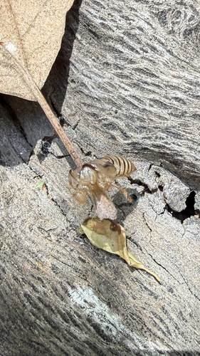 iNaturalist observation photo of Typical Cicadas