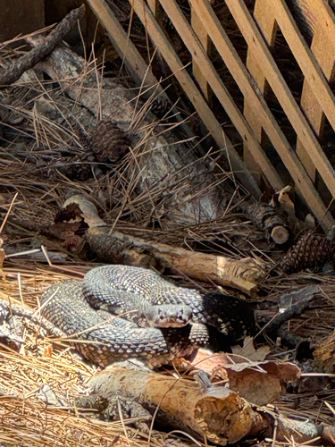 iNaturalist observation photo of Southern Pacific Rattlesnake