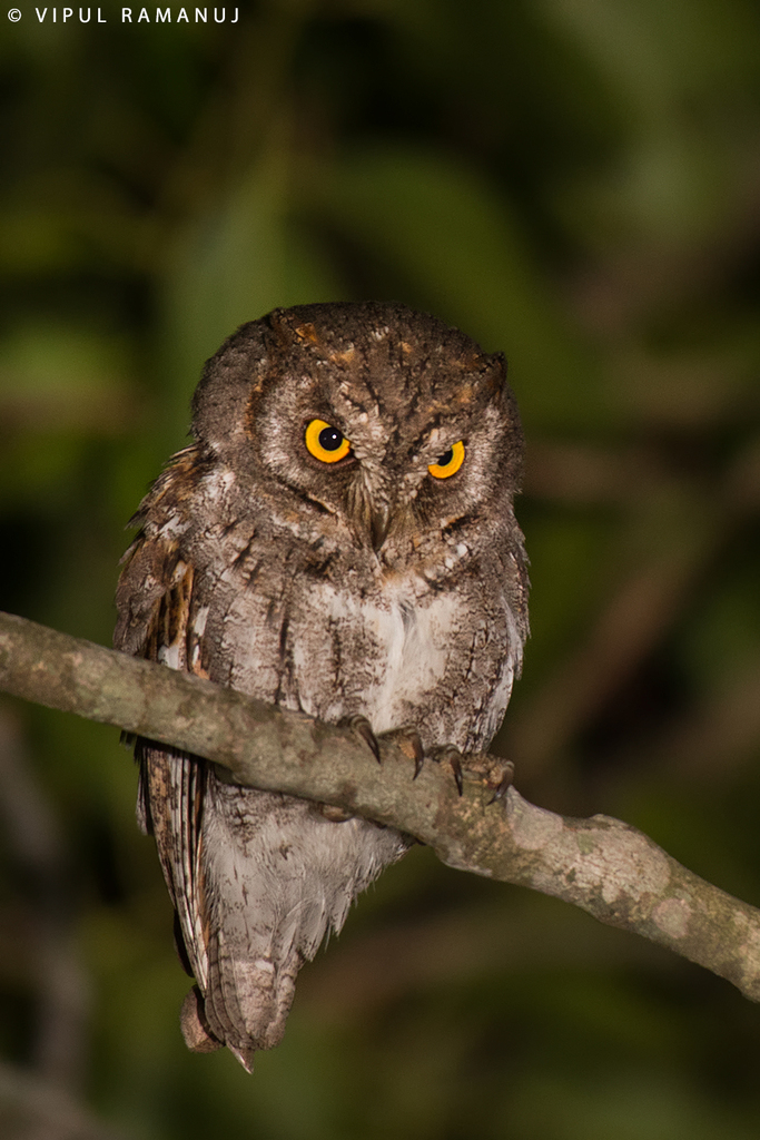 Oriental Scops-Owl photo