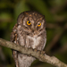 Oriental Scops-Owl - Photo (c) Vipul Ramanuj, all rights reserved, uploaded by Vipul Ramanuj