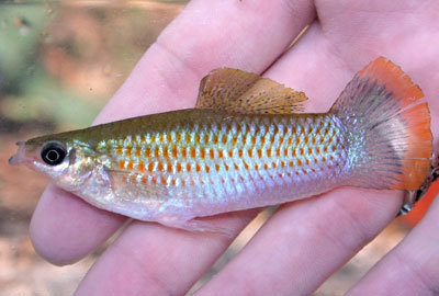 Shortfin Molly