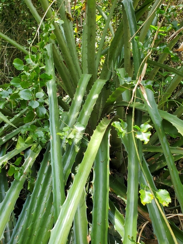piñuela
