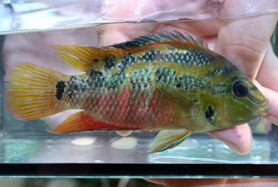 Tricolored Cichlid