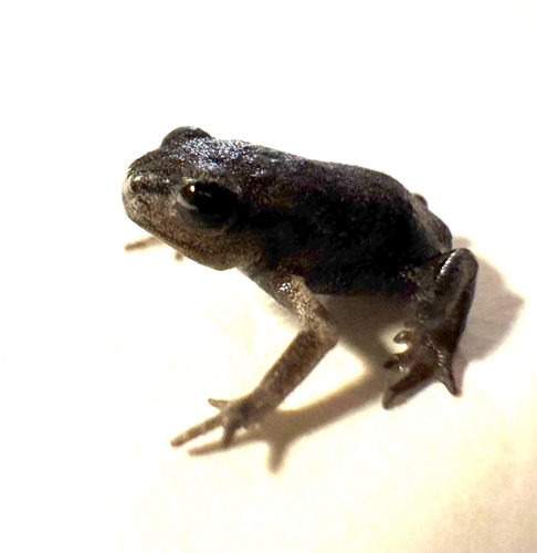 European Toad
